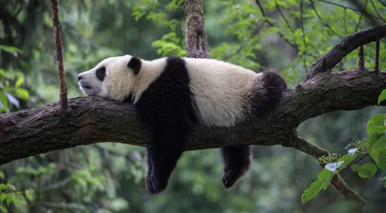 你可能不知道的23个大熊猫知识-萌番资讯网