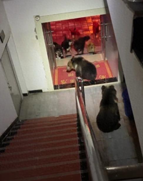 图片[1]-2头黑熊闯入酒店被狗堵在楼道，当地乡政府：一般不伤害人-萌番资讯网