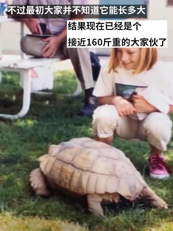 图片[3]-小姐姐养了20多年的龟龟成了大网红！网友：感觉它能送走几代人-萌番资讯网