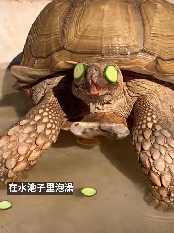 图片[8]-小姐姐养了20多年的龟龟成了大网红！网友：感觉它能送走几代人-萌番资讯网