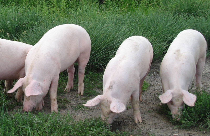 图片[6]-生猪养殖周期详解：如何高效加速猪只出栏？掌握这几点轻松实现！-小师评