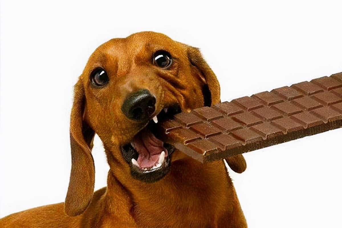 狗吃了巧克力就会死吗？敢不敢让你的狗试试？-小师评