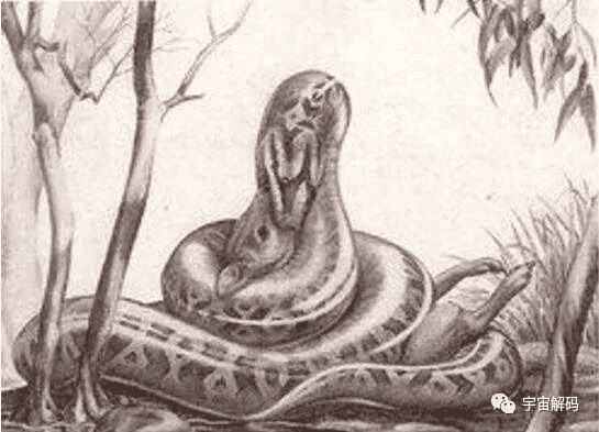 图片[4]-远古巨蛇排行榜分享，沃那比蛇稳居第一名 凶狠残暴-小师评