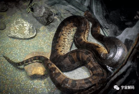 图片[9]-远古巨蛇排行榜分享，沃那比蛇稳居第一名 凶狠残暴-小师评