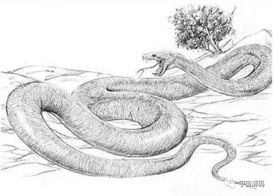 图片[12]-远古巨蛇排行榜分享，沃那比蛇稳居第一名 凶狠残暴-小师评