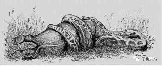 图片[14]-远古巨蛇排行榜分享，沃那比蛇稳居第一名 凶狠残暴-小师评