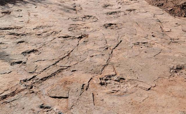 图片[2]-福建发现恐爪龙类足迹 或为全球最大！专家推测造迹者体长至少5米，臀高达近2米-小师评