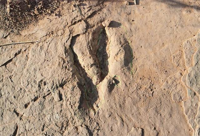 图片[5]-福建发现恐爪龙类足迹 或为全球最大！专家推测造迹者体长至少5米，臀高达近2米-小师评