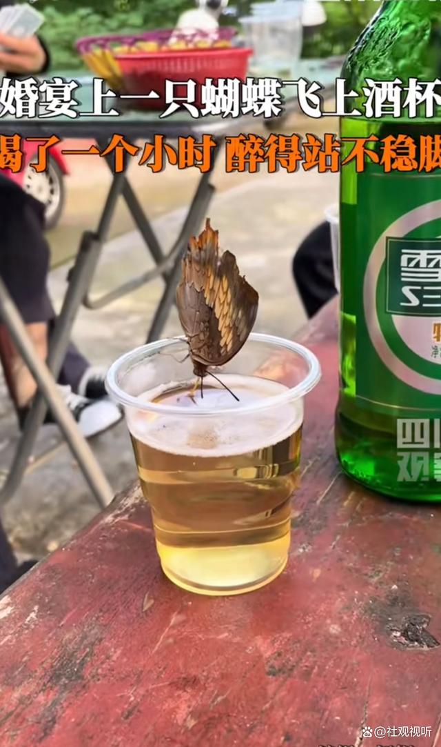 蝴蝶在婚宴落到酒杯上喝了一个小时酒，现实版“酒醉的蝴蝶”-小师评