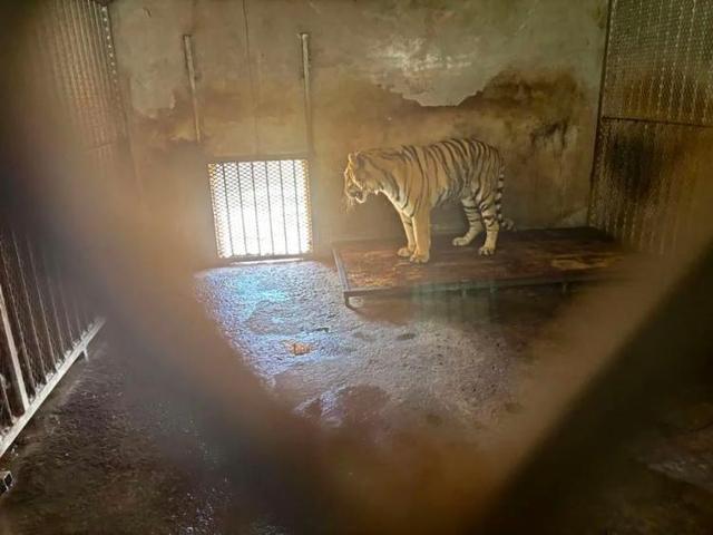 违规人工繁殖、生存条件恶劣，安徽阜阳野生动物园20只东北虎死亡-小师评